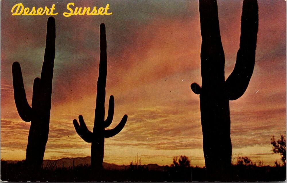 Giant Saguaros Silhouetted Against The Red Sky AZ Vintage Postcard SP10-17